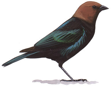 Illustration for Brown-headed Cowbird
