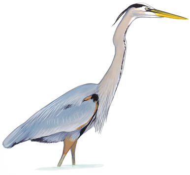 Illustration for Great Blue Heron