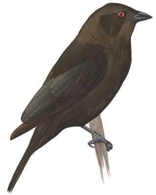 Illustration for Bronzed Cowbird