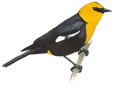 Illustration for Yellow-headed Blackbird