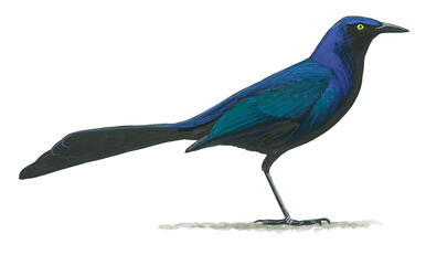 Illustration for Great-tailed Grackle