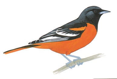Make An Orange Feeder For Orioles Audubon