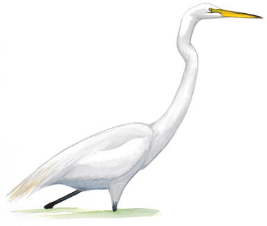 Illustration for Great Egret