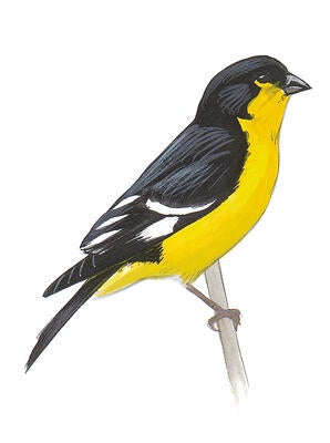 Illustration for Lesser Goldfinch
