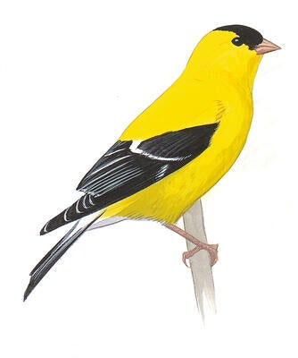 Illustration for American Goldfinch