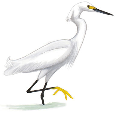 Florida S Wading Birds Had A Terrible Breeding Season Last