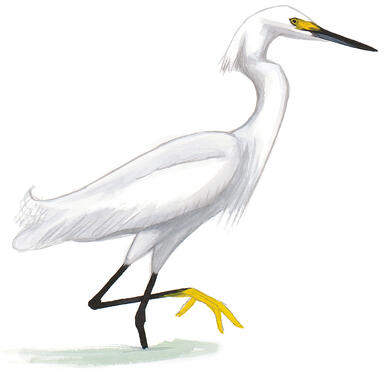 Illustration for Snowy Egret