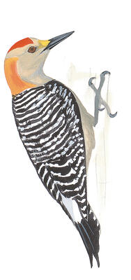 Illustration for Golden-fronted Woodpecker