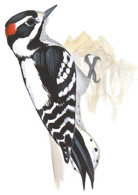 Illustration for Downy Woodpecker