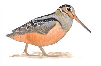 Illustration for American Woodcock