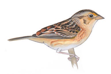 Illustration for Grasshopper Sparrow