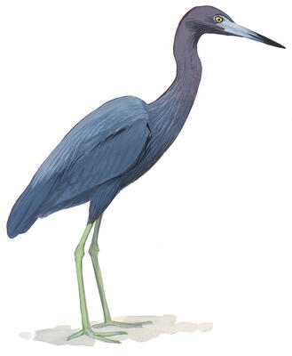 Illustration for Little Blue Heron