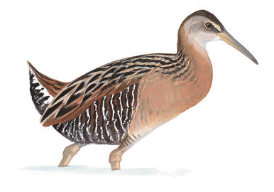 Illustration for King Rail
