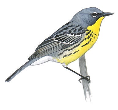 Illustration for Kirtland&#039;s Warbler