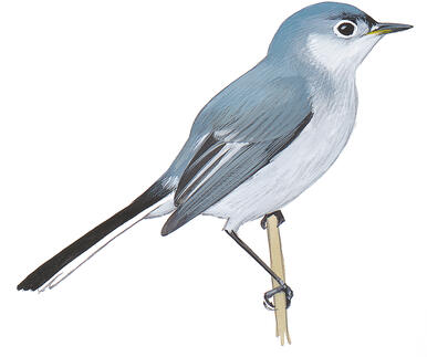 Illustration for Blue-gray Gnatcatcher