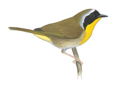 Illustration for Common Yellowthroat