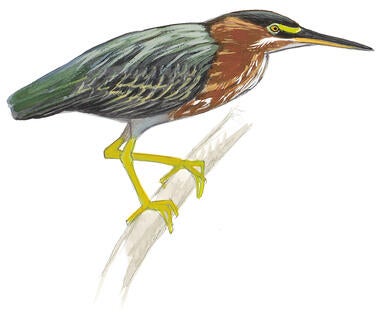 Illustration for Green Heron