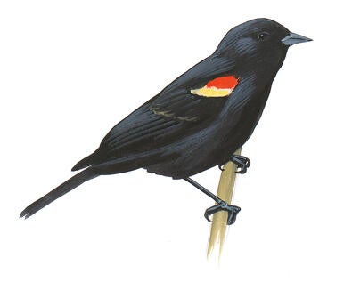 Illustration for Red-winged Blackbird