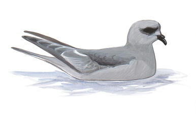 Illustration for Fork-tailed Storm-Petrel
