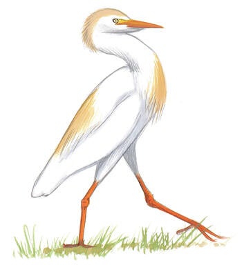 Illustration for Cattle Egret