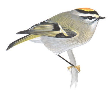 Illustration for Golden-crowned Kinglet