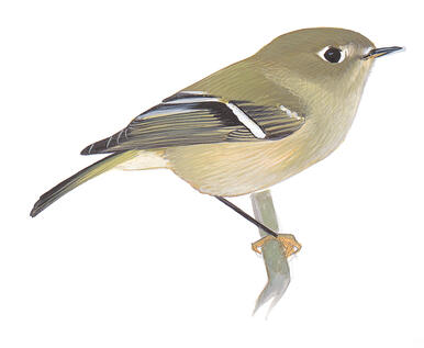 Illustration for Ruby-crowned Kinglet