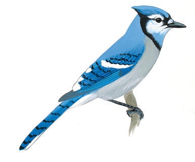 audubon pennsylvania