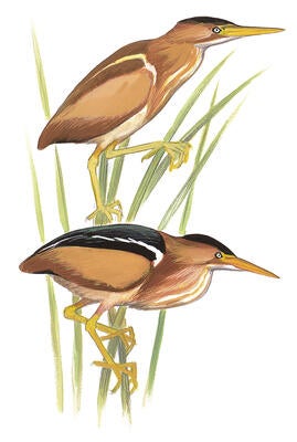 Illustration for Least Bittern