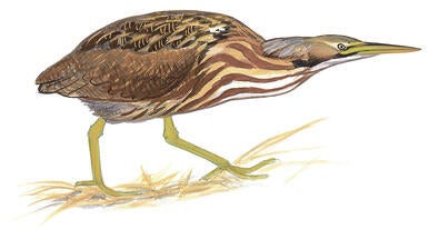 Illustration for American Bittern
