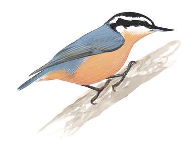Illustration for Red-breasted Nuthatch