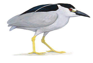 Illustration for Black-crowned Night-Heron
