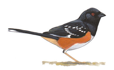 Illustration for Spotted Towhee