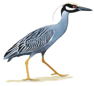 Illustration for Yellow-crowned Night-Heron