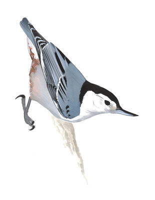 Illustration for White-breasted Nuthatch
