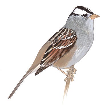 Illustration for White-crowned Sparrow