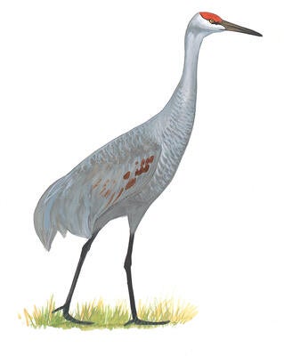 Illustration for Sandhill Crane