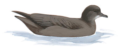 Illustration for Short-tailed Shearwater