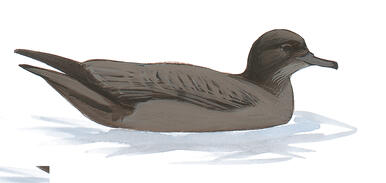 Illustration for Sooty Shearwater