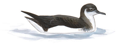Illustration for Manx Shearwater