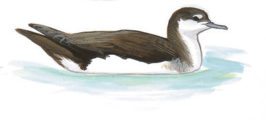 Illustration for Audubon&#039;s Shearwater