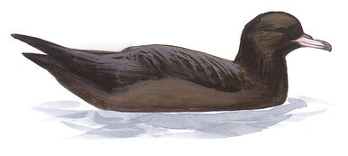 Illustration for Flesh-footed Shearwater