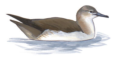 Illustration for Black-vented Shearwater