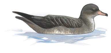 Illustration for Pink-footed Shearwater