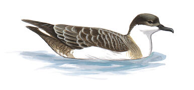 Illustration for Great Shearwater