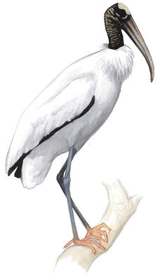 Illustration for Wood Stork