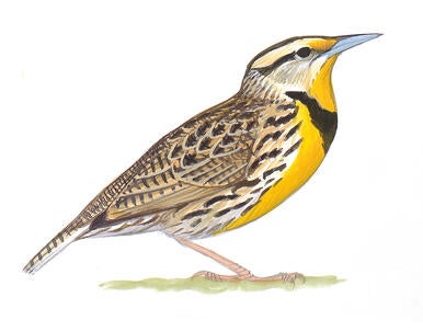 Illustration for Eastern Meadowlark