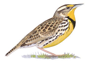 Illustration for Western Meadowlark