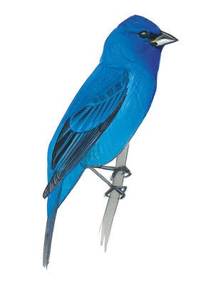 Illustration for Indigo Bunting