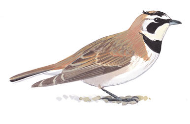 Illustration for Horned Lark