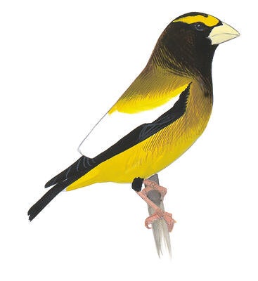 Illustration for Evening Grosbeak